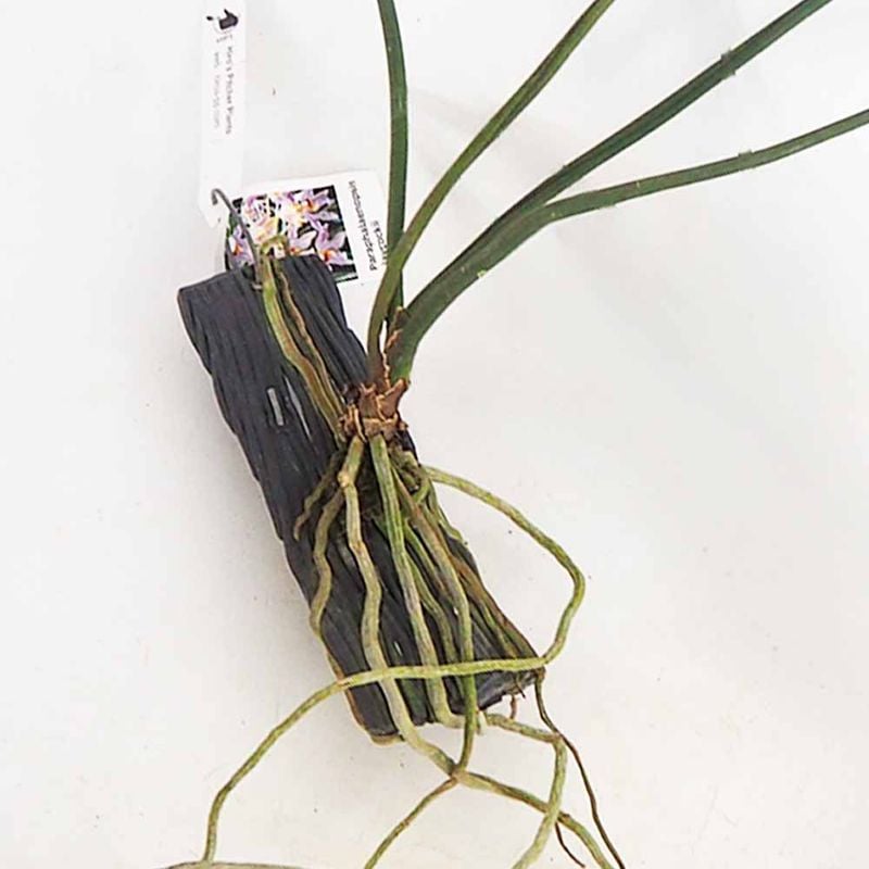 アデニウム オベスム 斑入 Dang Rung Thong 【観葉植物 4号／1個売り