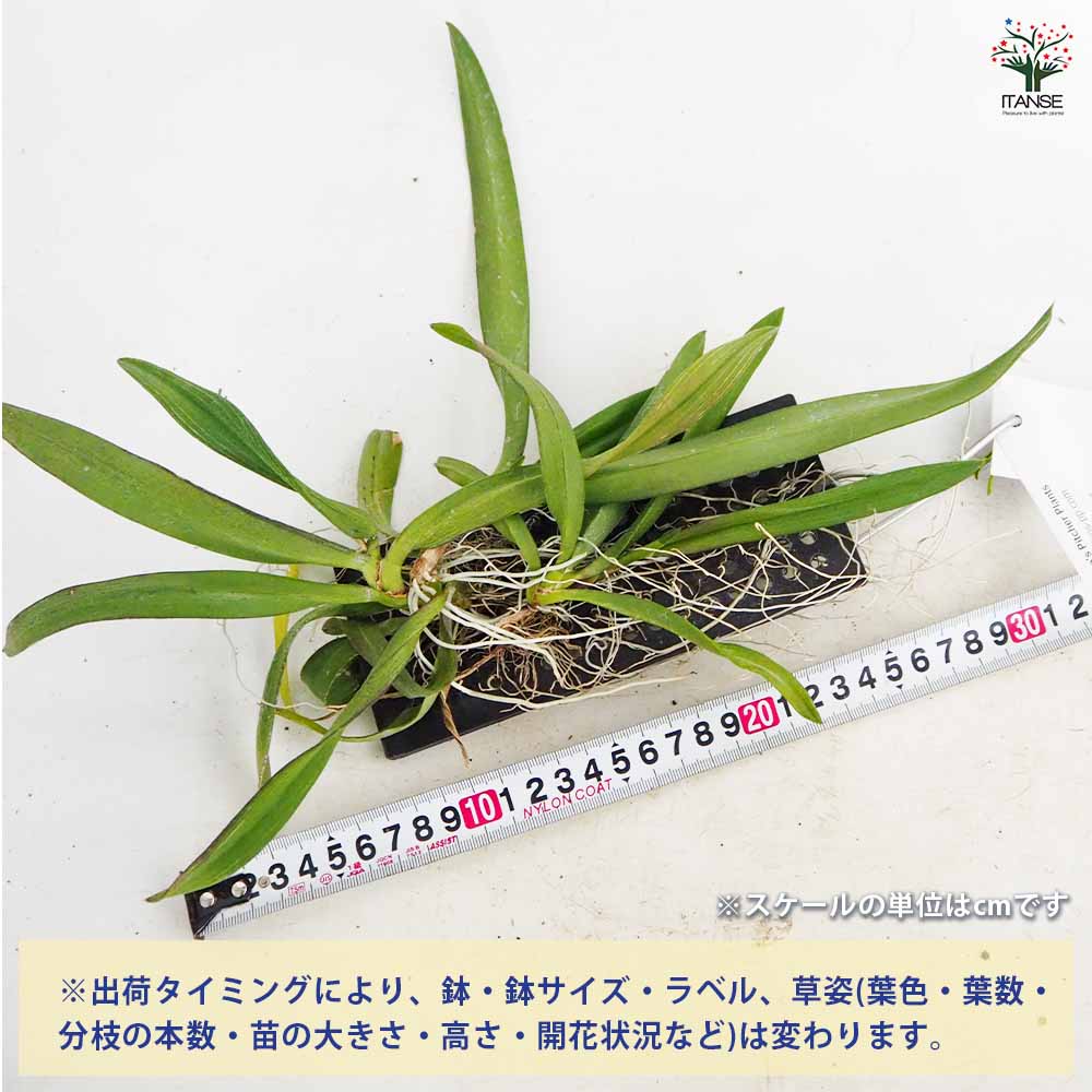 洋ラン イオノプシス ウトリクラリオイデス板付き 【花苗 ／1個売り