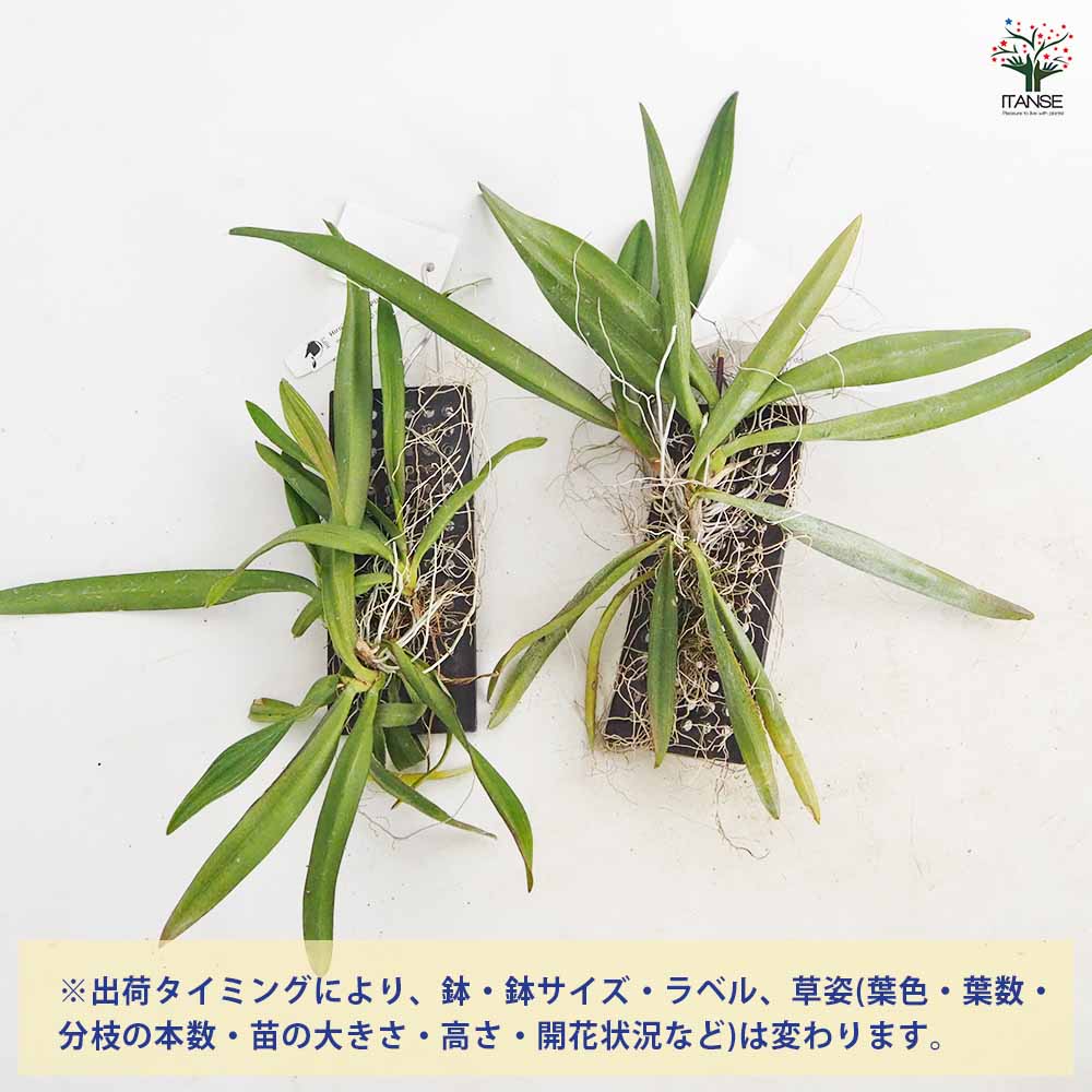 洋ラン イオノプシス ウトリクラリオイデス板付き 【花苗 ／1個売り