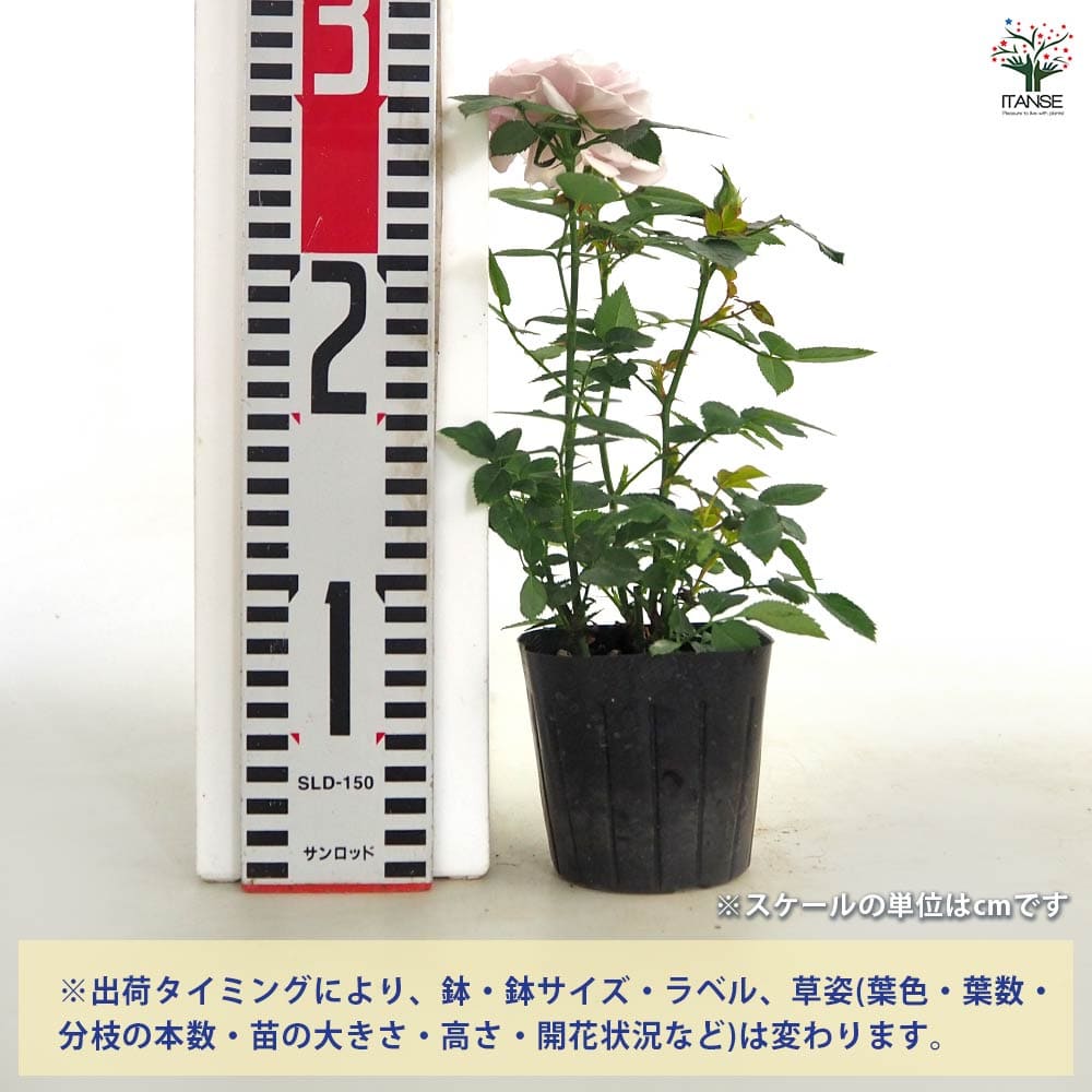 ミニ薔薇 ウィンターマジック 【花木苗 3号】｜ 【植物のITANSE