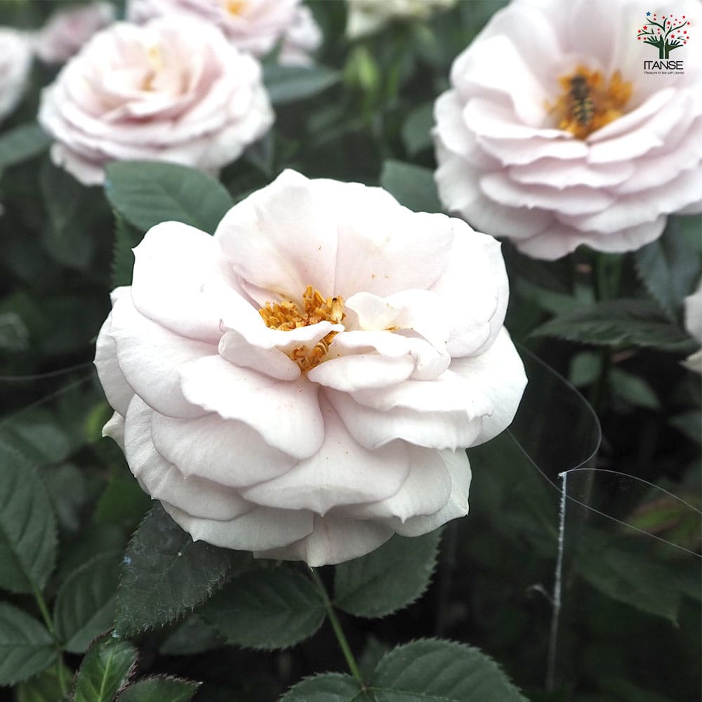 花薔薇のレースの卓上パーテーションミニ3連 花薔薇のレースの卓上パーテーションミニ3連