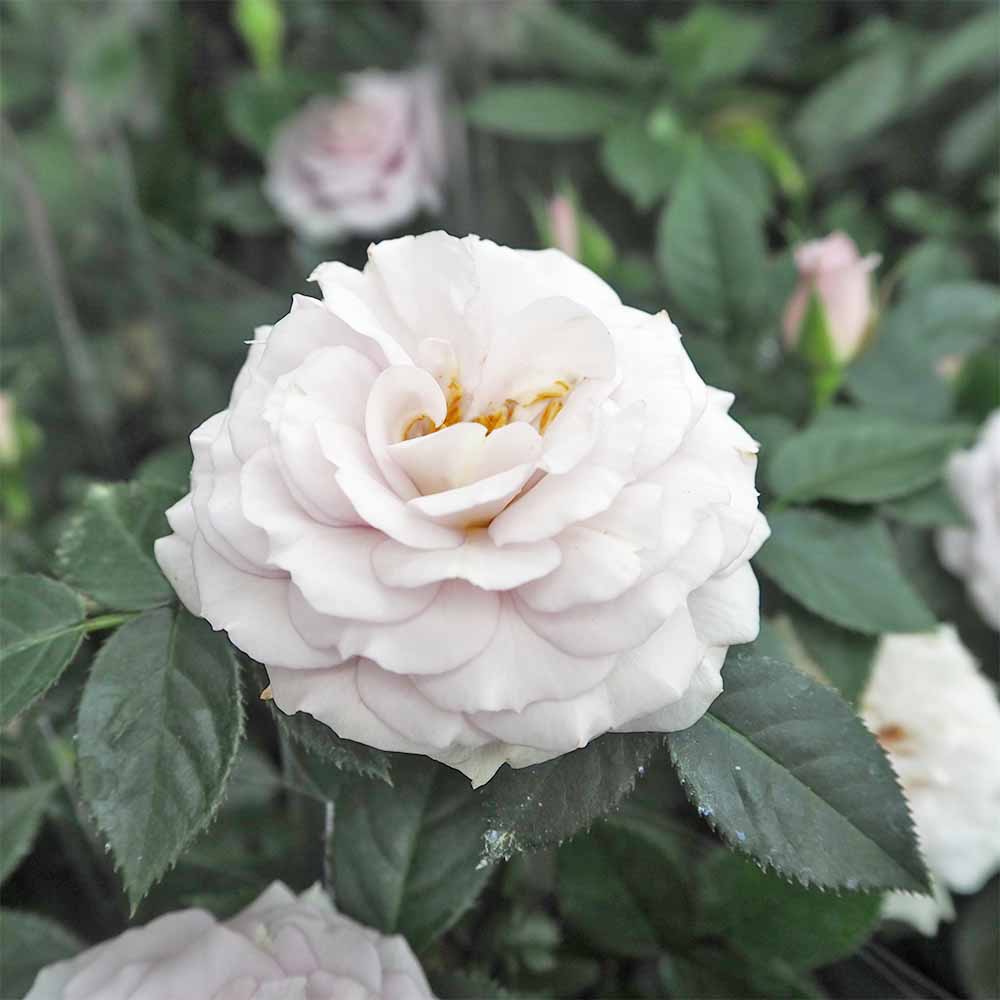 ミニ薔薇 ウィンターマジック 【花木苗 3号】