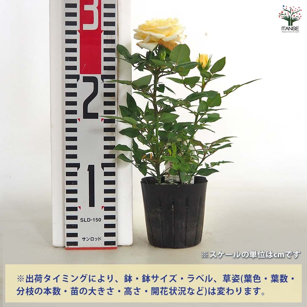 ミニ薔薇 パステルイエロー ロスアロマ 【花木苗 3号】｜ 【植物の