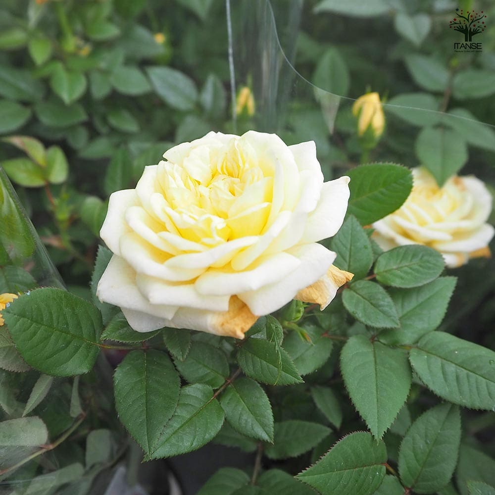 ミニ薔薇 パステルイエロー ロスアロマ 【花木苗 3号】｜ 【植物の