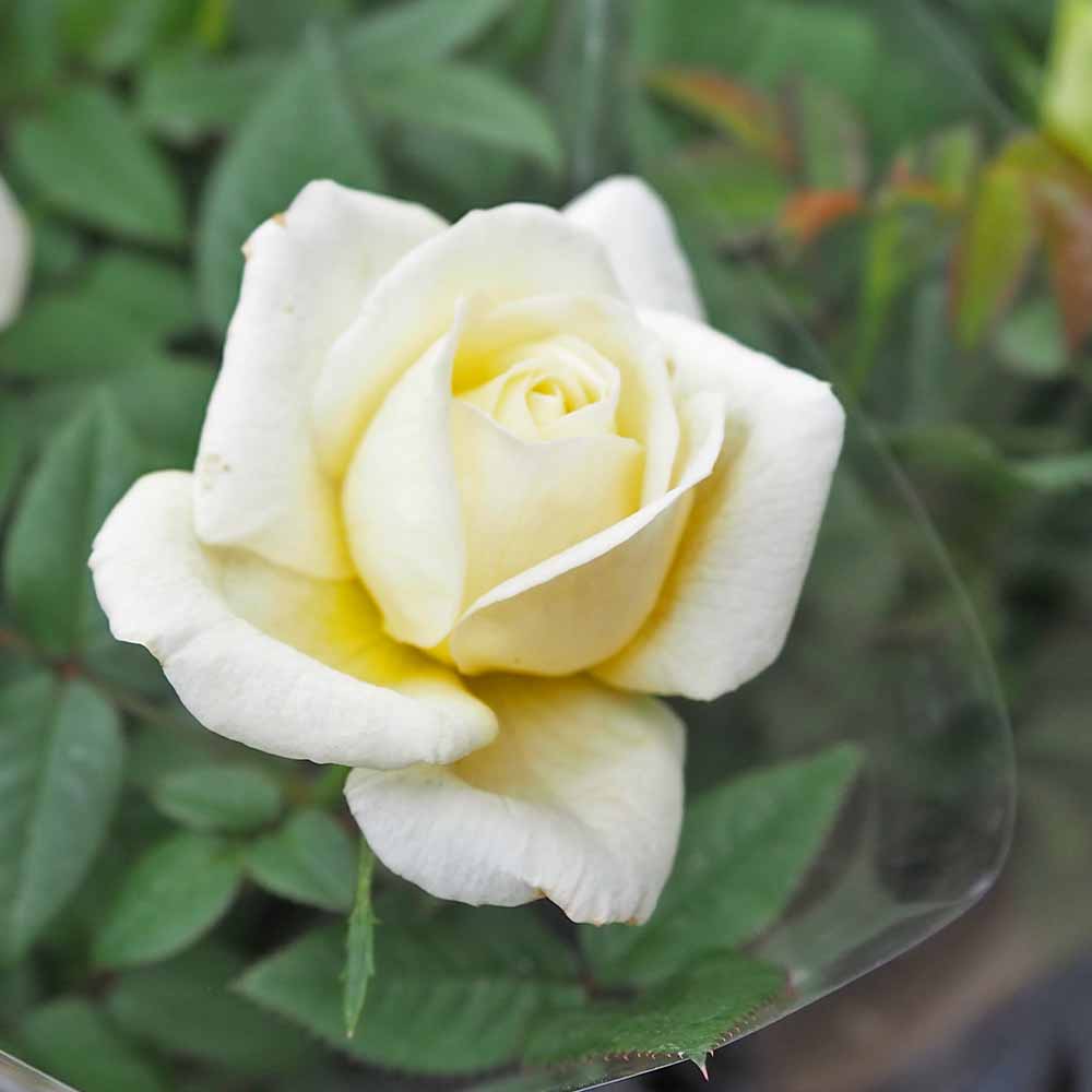 ミニ薔薇 パステルイエロー ロスアロマ 【花木苗 3号】｜ 【植物の