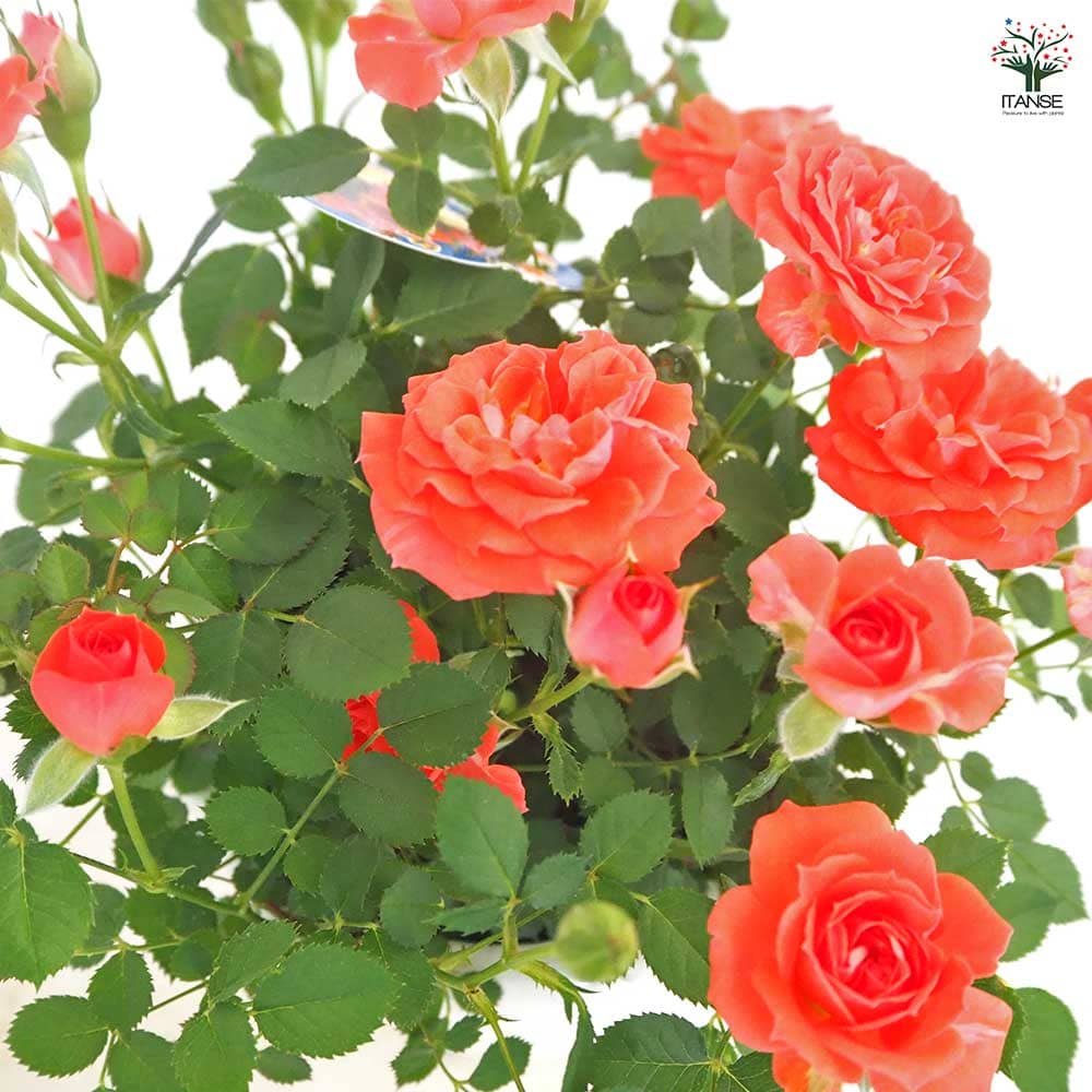 ミニ薔薇 メローネ 【花木苗 3号】｜ 【植物のITANSE】全品送料