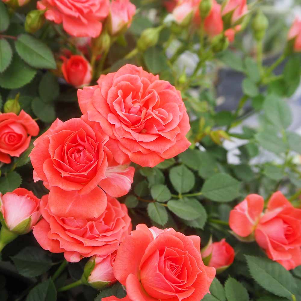 ミニ薔薇 メローネ 【花木苗 3号】