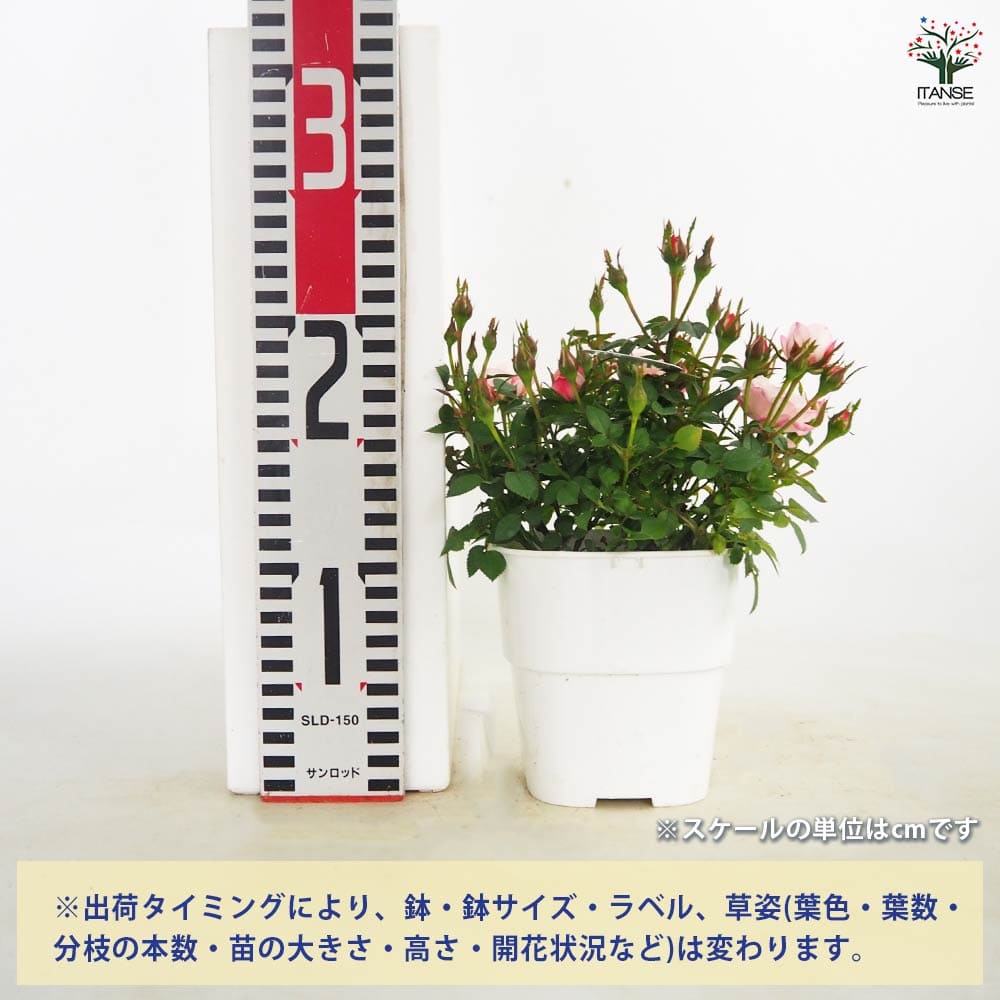 ミニ薔薇 バンビーナ 【花木苗 3号】｜ 【植物のITANSE】全品