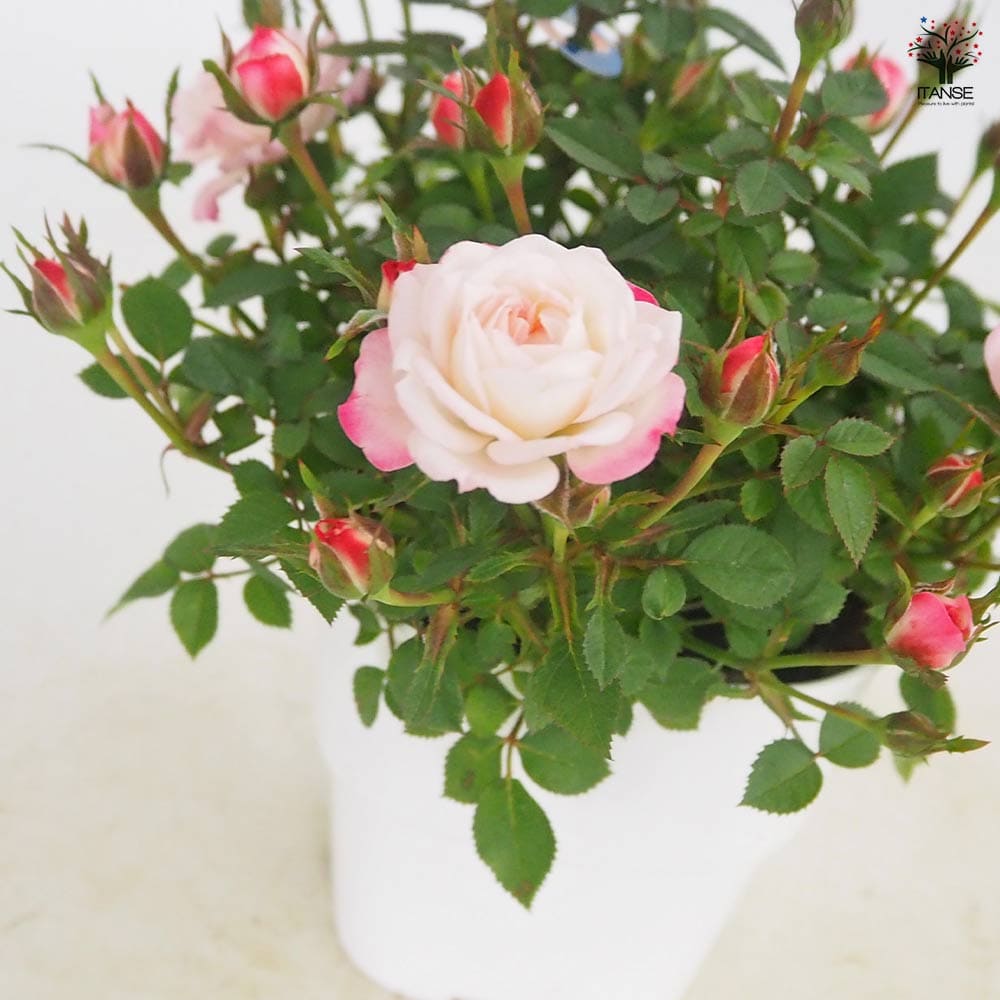 花薔薇のレースの卓上パーテーションミニ3連 ○Dozen rose / ダズンローズ 12本のバラの花 （ピンク /ボックスアレン