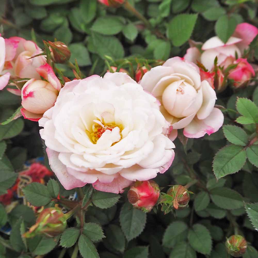 ミニ薔薇 バンビーナ 【花木苗 3号】
