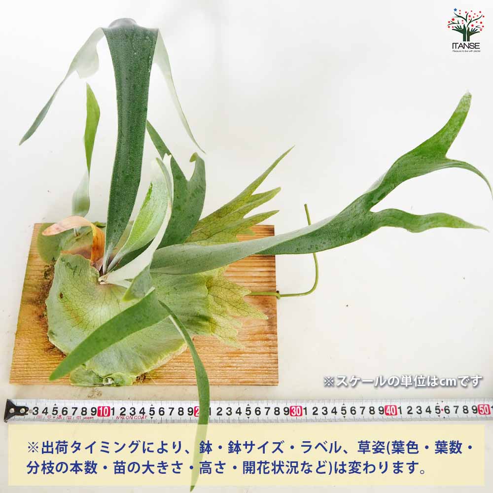 コウモリラン ウィリンキー板付き 【観葉植物 ／1個売り】｜ 【植物の