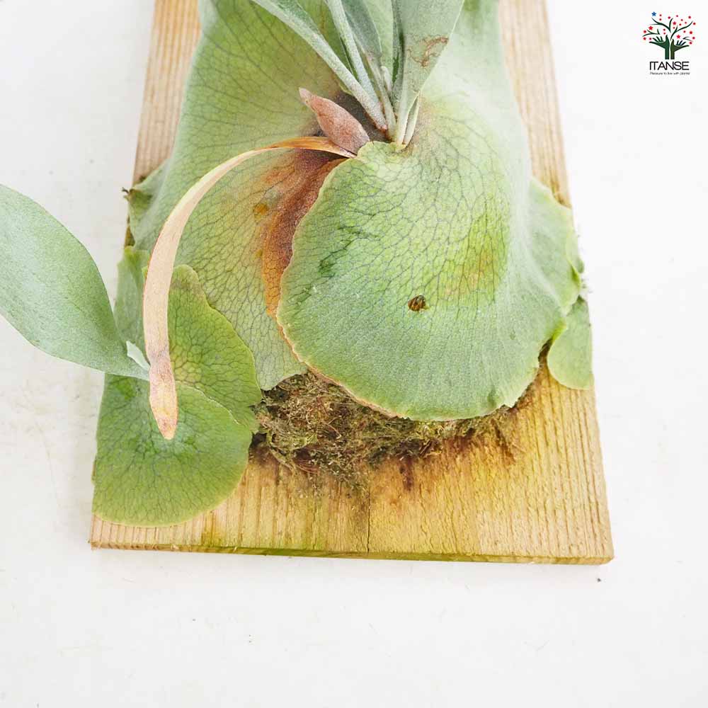 コウモリラン ウィリンキー板付き 【観葉植物 ／1個売り】｜ 【植物の