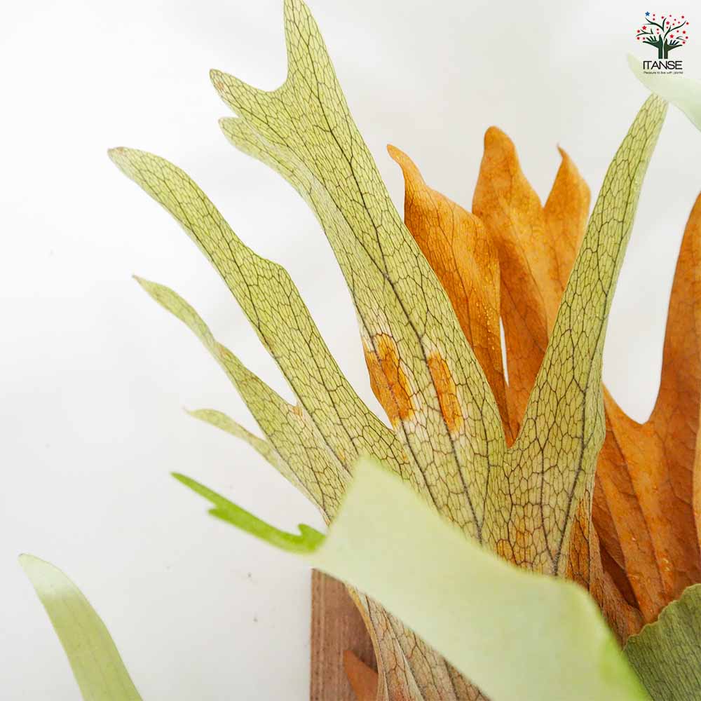 コウモリラン ウィリンキー板付き 【観葉植物 ／1個売り】｜ 【植物の