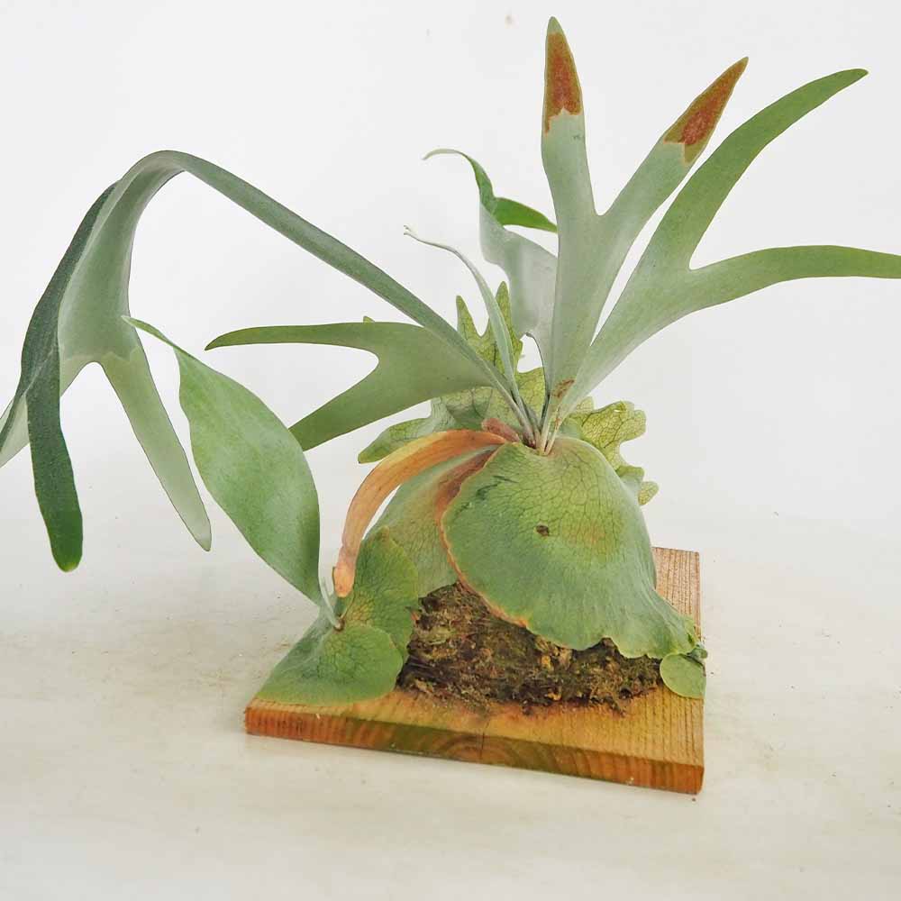 コウモリラン ウィリンキー板付き  【観葉植物 ／1個売り】