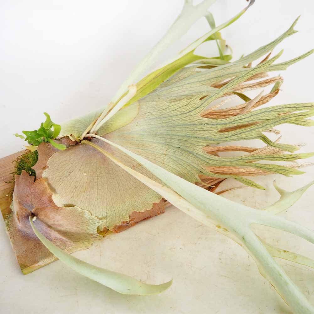 コウモリラン ベイチー ミックススポアリング板付き  【観葉植物 ／1個売り】