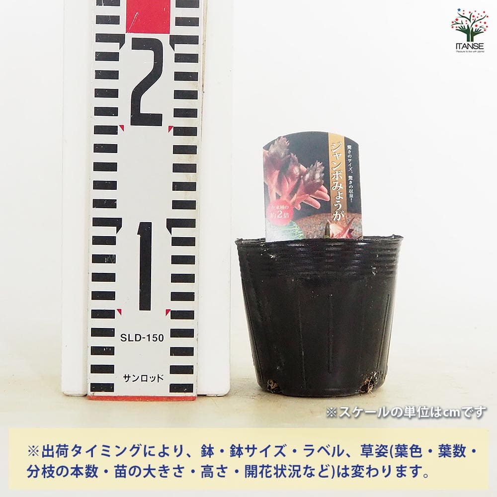 ジャンボみょうが 【野菜の苗 3.5号】｜ 【植物のITANSE】全品
