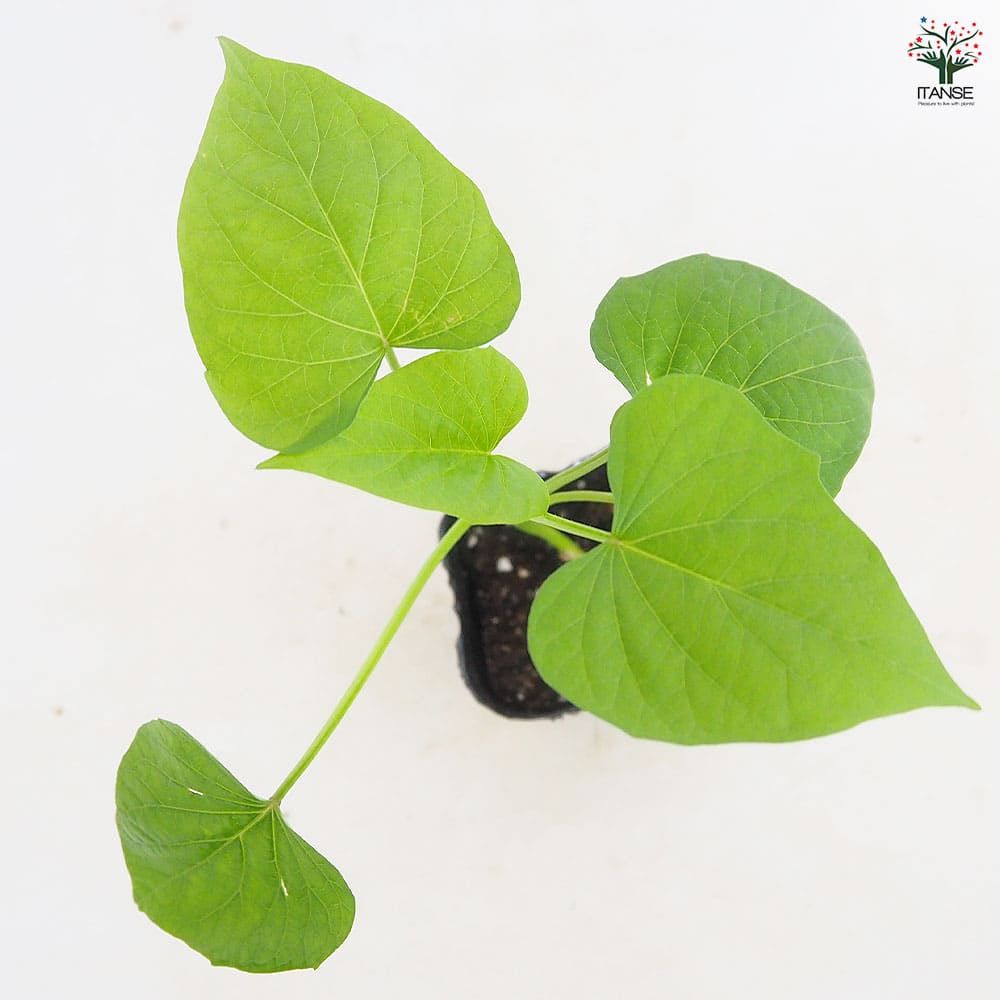 さつまいもの苗 パープルスイートロード2個～ 【野菜の苗 3号