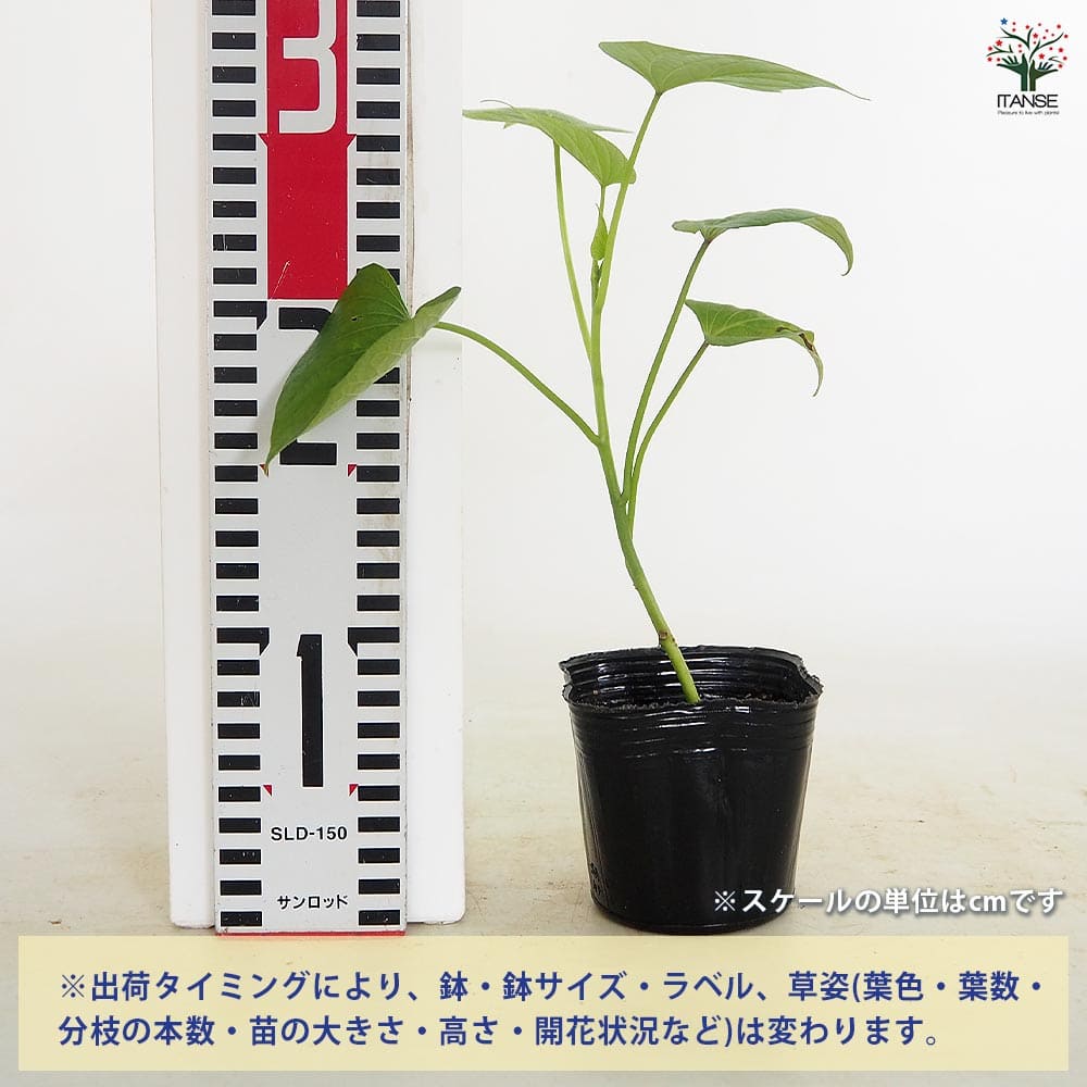 さつまいもの苗 ハロウィンスイート2個～ 【野菜の苗 3号】｜ 【植物の