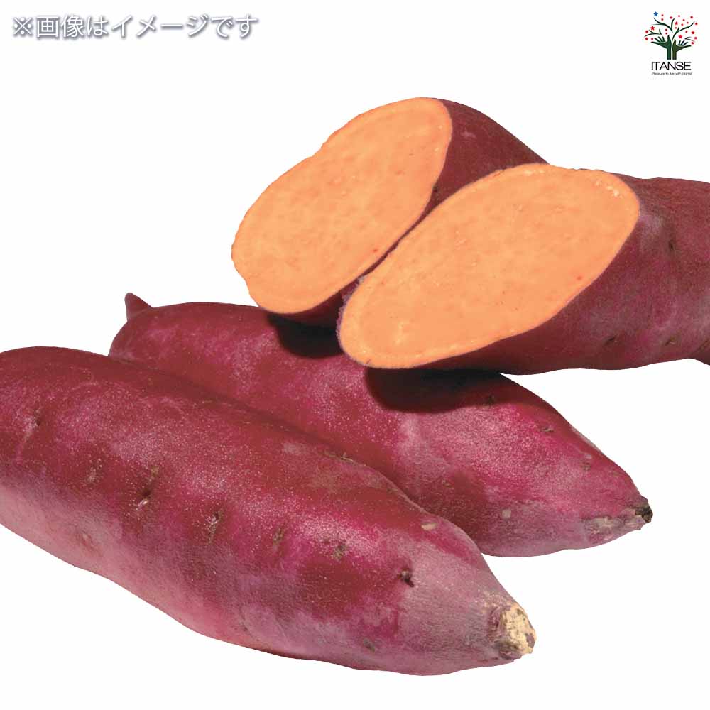 さつまいもの苗 ハロウィンスイート2個～ 【野菜の苗 3号】｜ 【植物の