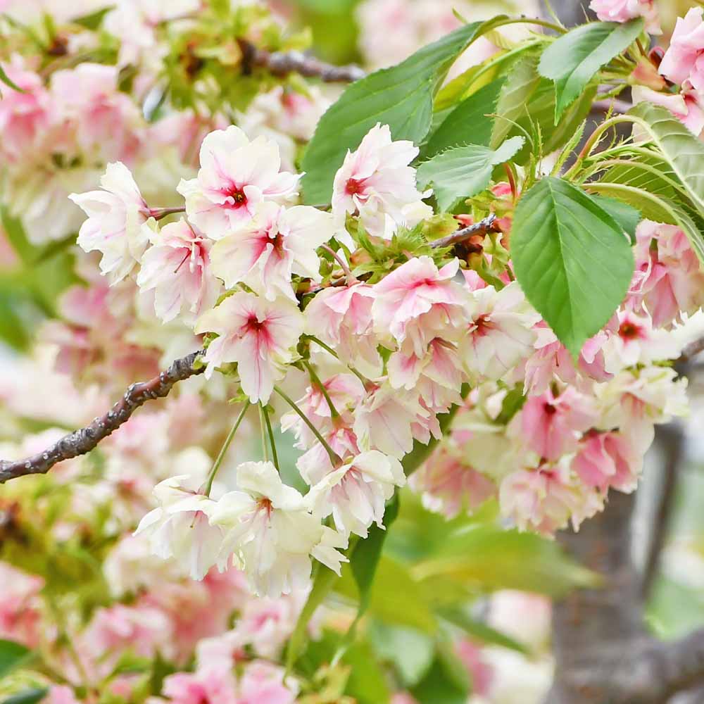 桜の苗木 ウコンザクラ(鬱金桜) 【花木苗 6号／1個売り】｜ 【植物の