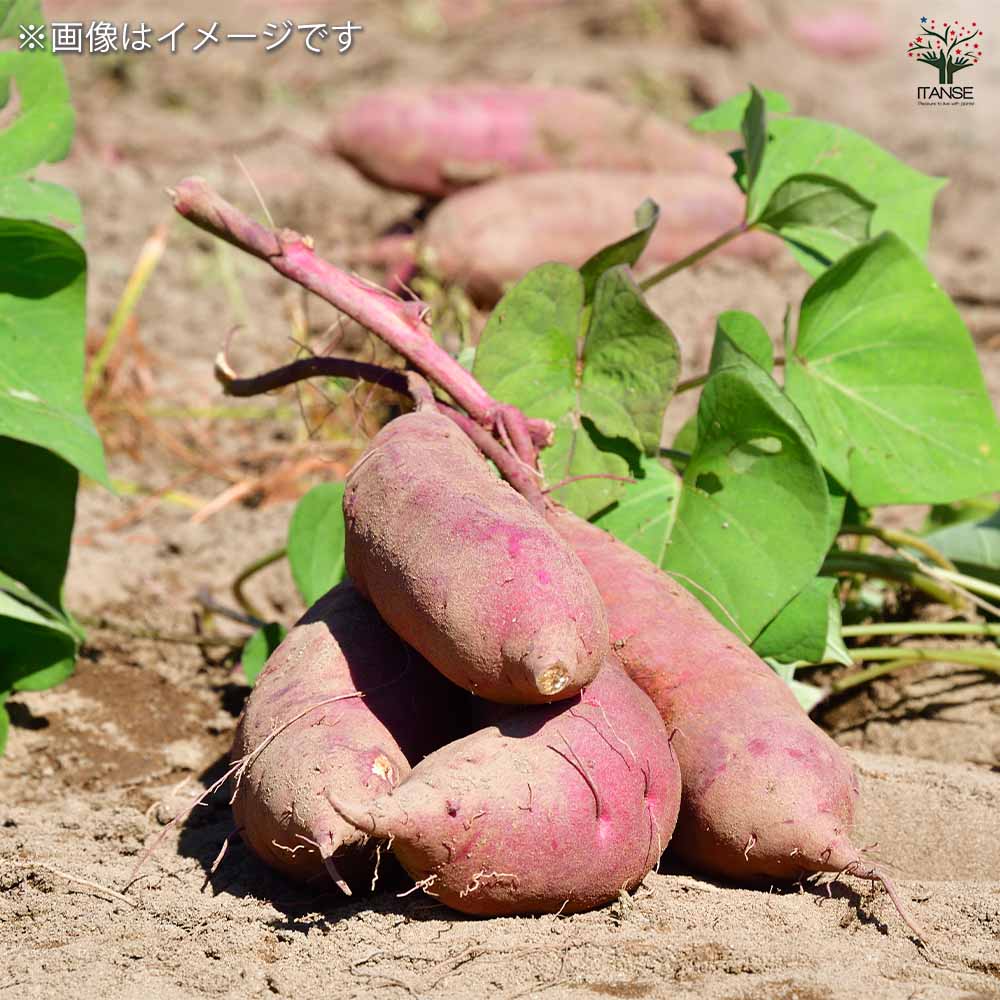 さつまいもの苗 シルクスイート2個～ 【野菜の苗 3号】｜ 【植物の