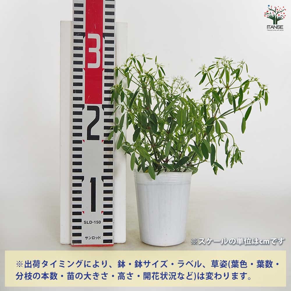 ユーフォルビア ダイヤモンドスノー 【花苗 3号】｜ 【植物の