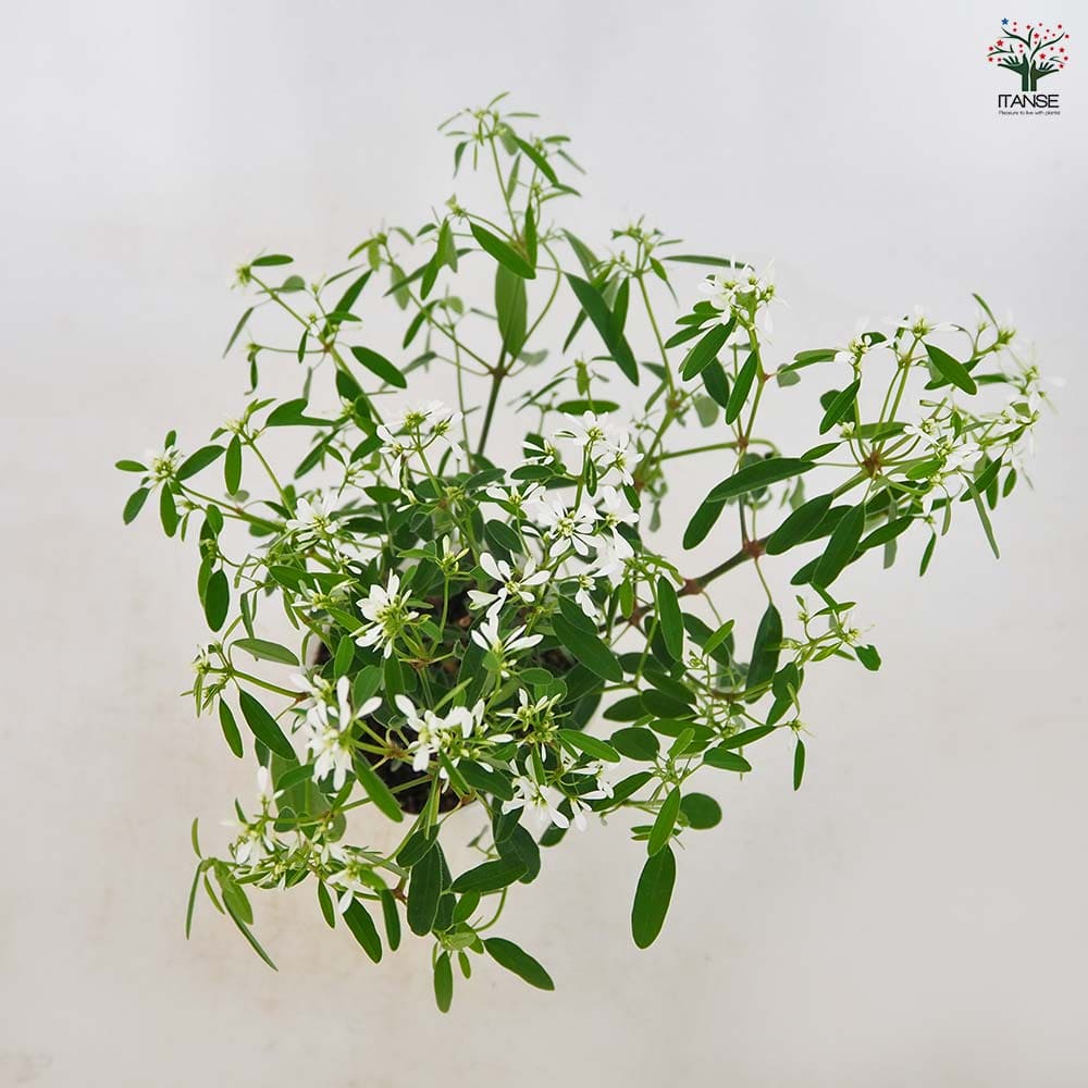 ユーフォルビア ダイヤモンドスノー 【花苗 3号】｜ 【植物の