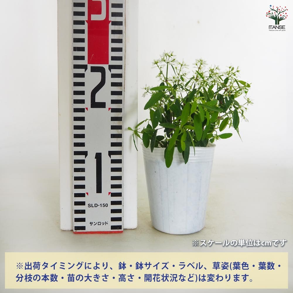 ユーフォルビア ダイヤモンドスター 【花苗 3号】｜ 【植物の