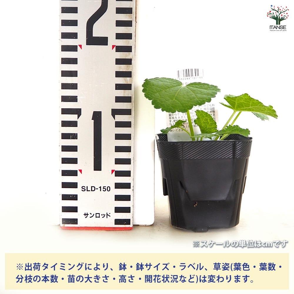 ホリホック スプリングセレブリティーズ アプリコット 【花苗 3号