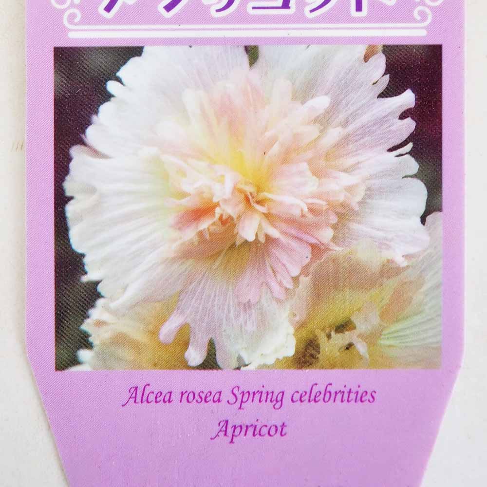 ホリホック スプリングセレブリティーズ アプリコット 【花苗 3号】