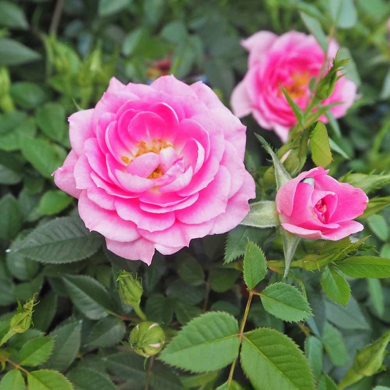 つる薔薇 群舞(ぐんまい) 【花木苗 6号／1個売り】｜ 【植物の