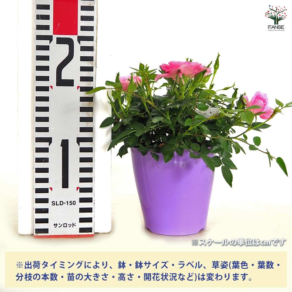 ミニ薔薇 セブンティーン 【花木苗 3.5号】｜ 【植物のITANSE