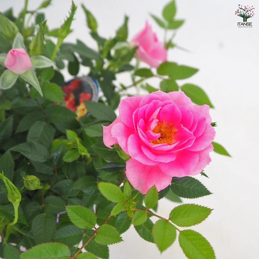 ミニ薔薇 セブンティーン 【花木苗 3.5号】｜ 【植物のITANSE