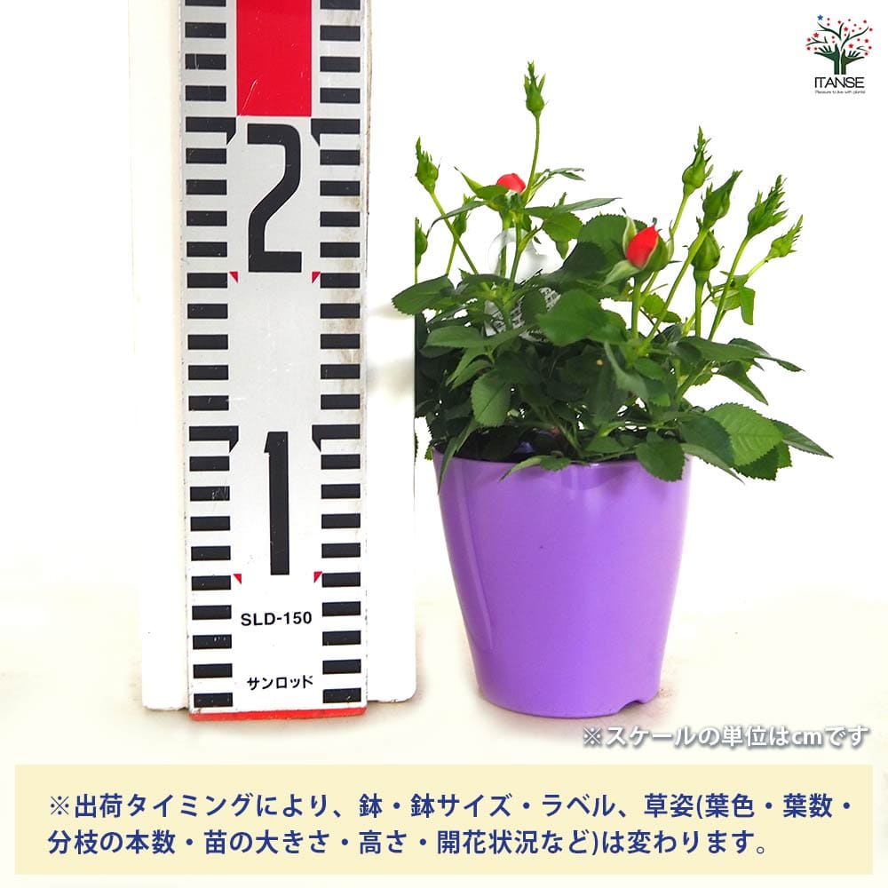 ミニ薔薇 サンティエ 【花木苗 3.5号】｜ 【植物のITANSE】全品