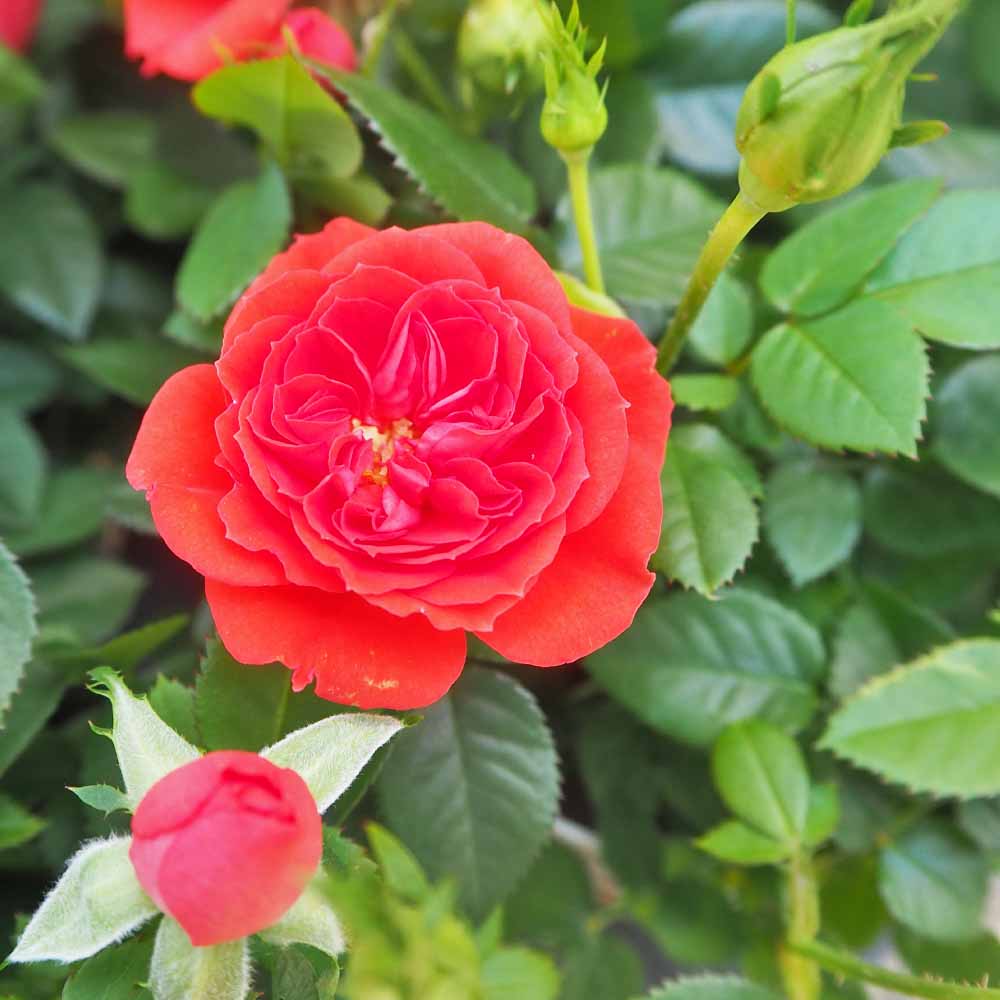 バラ・薔薇｜【植物のITANSE】全品送料無料・即出荷!