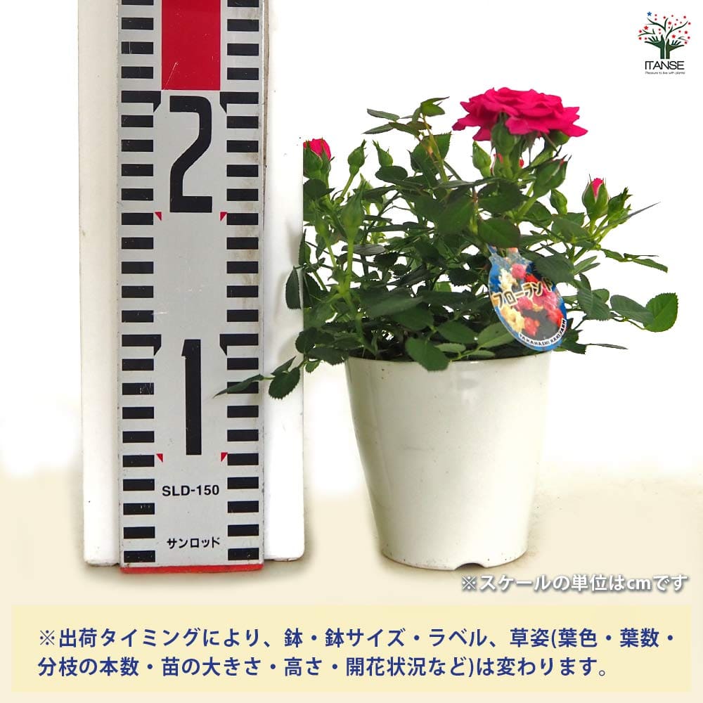 ミニ薔薇 セーラ 【花木苗 3.5号】｜ 【植物のITANSE】全品送料