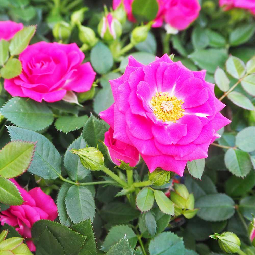 ミニ薔薇 セーラ 【花木苗 3.5号】｜ 【植物のITANSE】全品送料