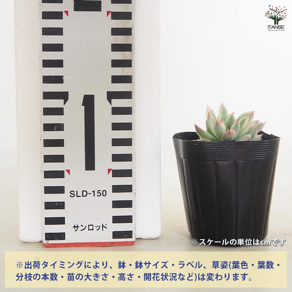 エケベリア 女雛錦(メビナニシキ) 【多肉植物 2.5号】｜ 【植物の