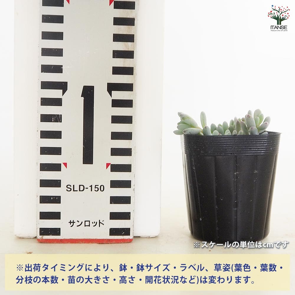 グラプトペタラム ブルービーン 【多肉植物 2.5号】｜ 【植物の