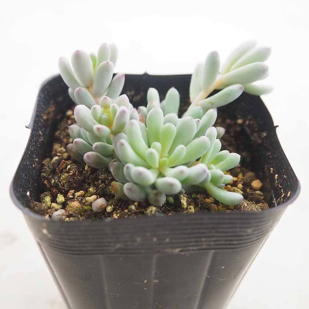 グラプトペタラム ブルービーン 【多肉植物 2.5号】｜ 【植物の