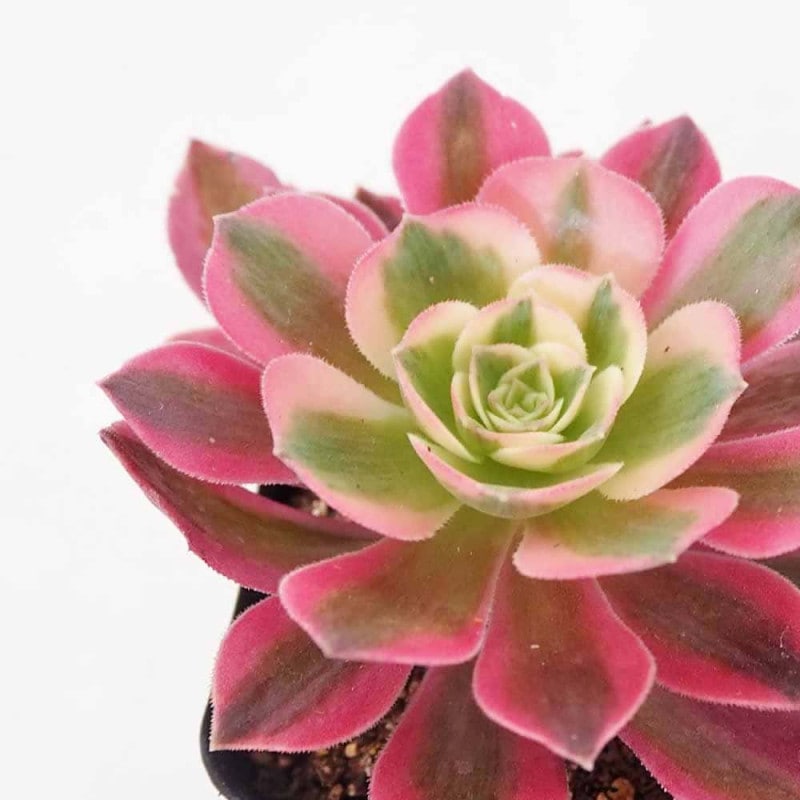 センペルビウム 品種MIX見計らい 【多肉植物 3号】｜ 【植物の