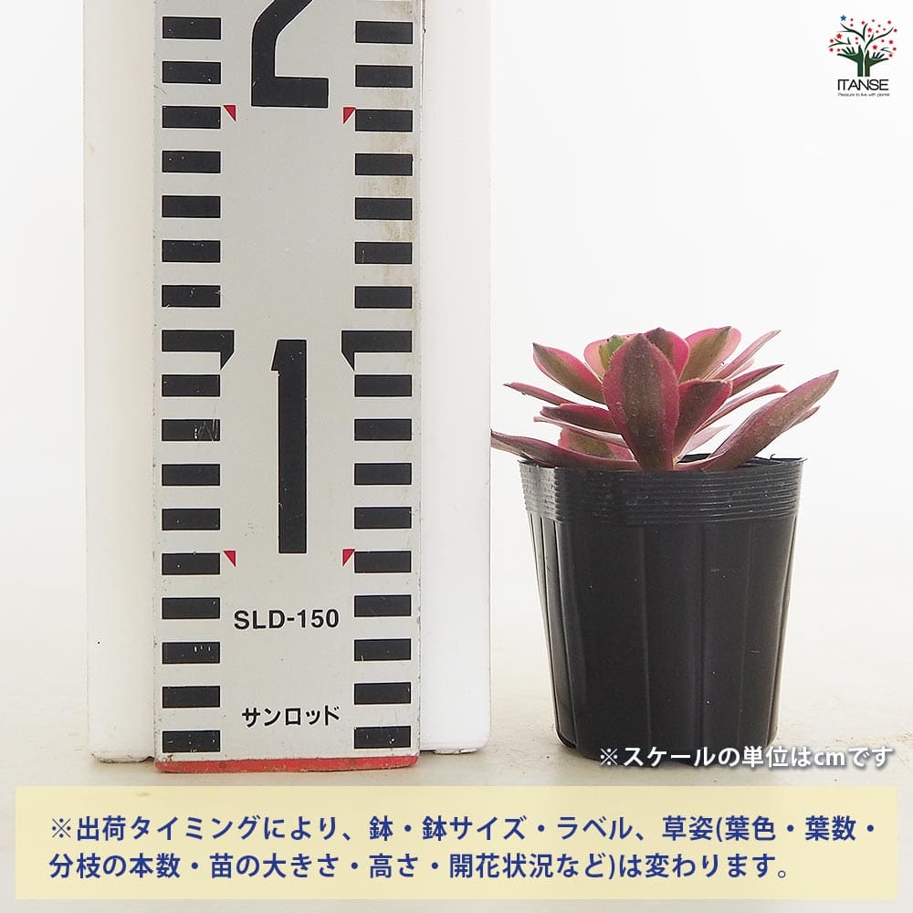 アエオニウム ピンクウィッチ 【多肉植物 2.5号】｜ 【植物の