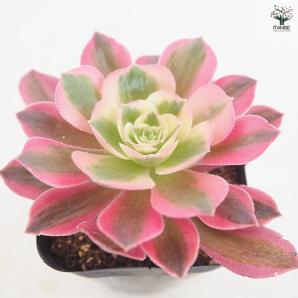 アエオニウム ピンクウィッチ 【多肉植物 2.5号】｜ 【植物の