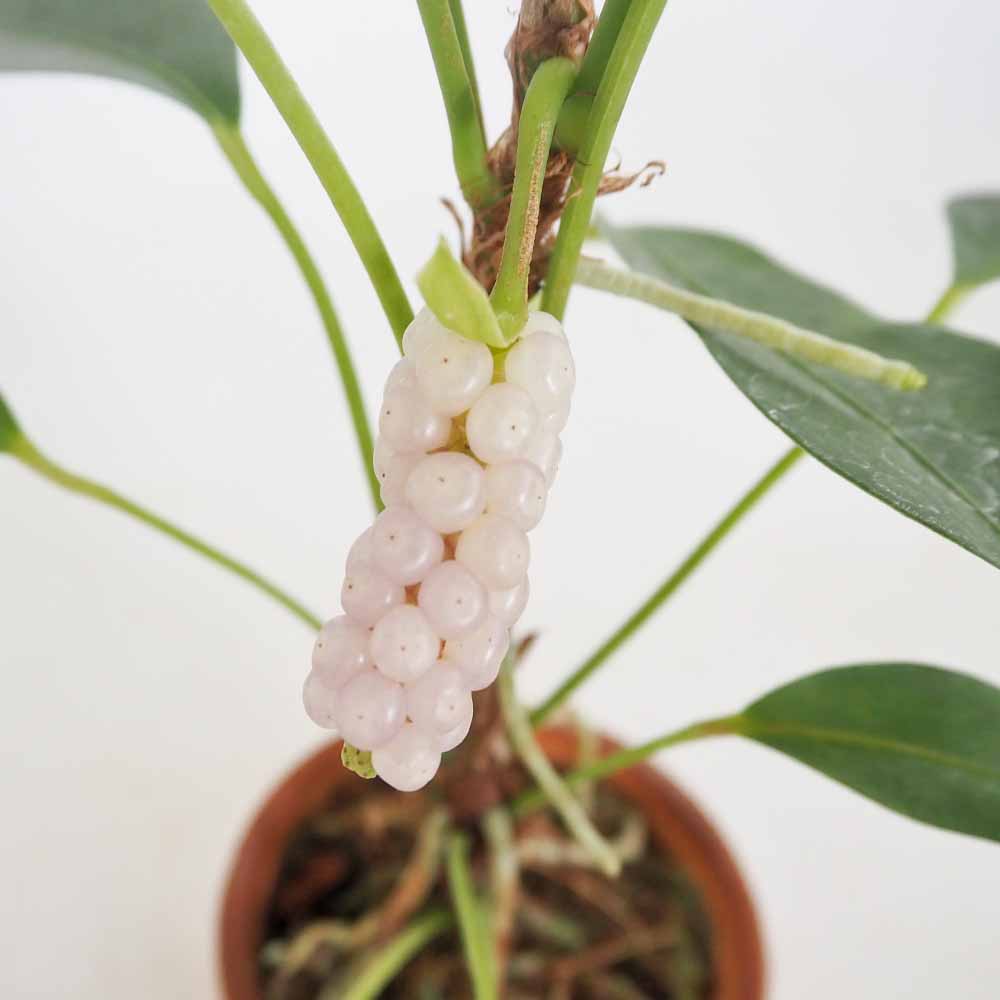 アンスリウム スカンデンス 【観葉植物 2.5号／1個売り】