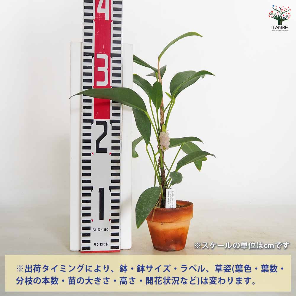 アンスリウム スカンデンス 【観葉植物 2.5号／1個売り】｜ 【植物の