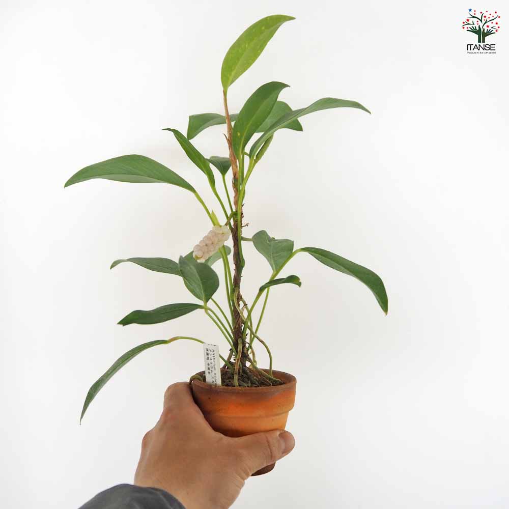 アンスリウム スカンデンス 【観葉植物 2.5号／1個売り】｜ 【植物の