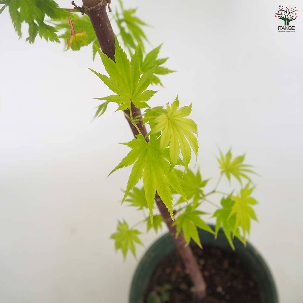 モミジ(カエデ)の苗木 ジョーダン 【花木苗 5号／1個売り】｜ 【植物の