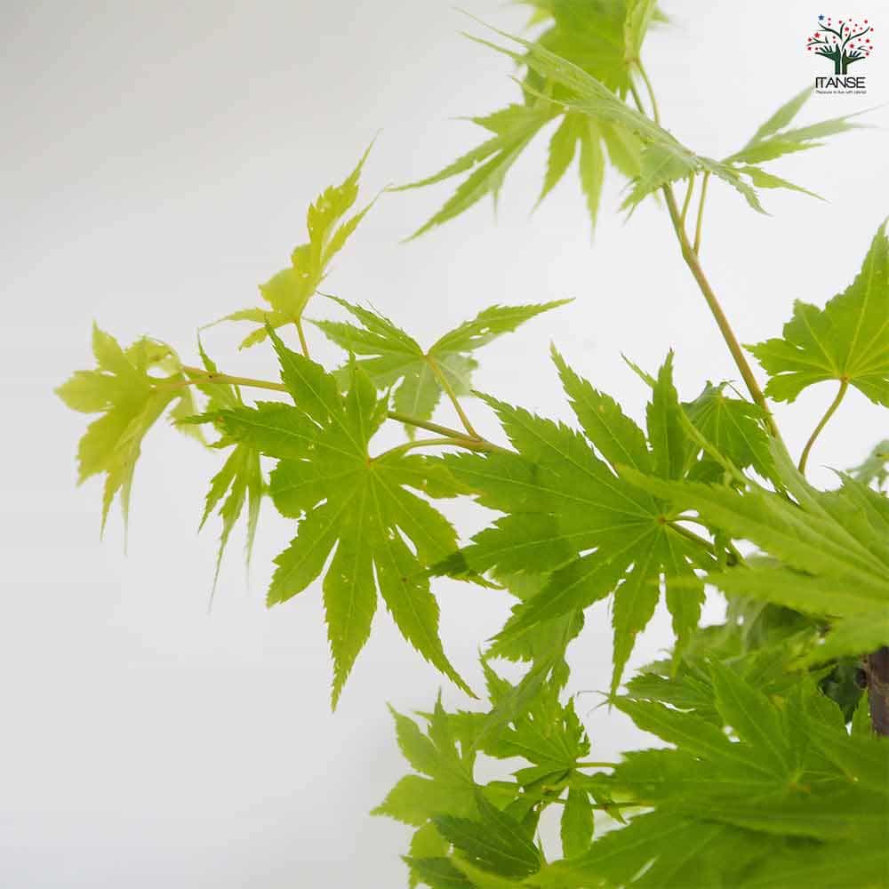 モミジ(カエデ)の苗木 ジョーダン 【花木苗 5号／1個売り】｜ 【植物の