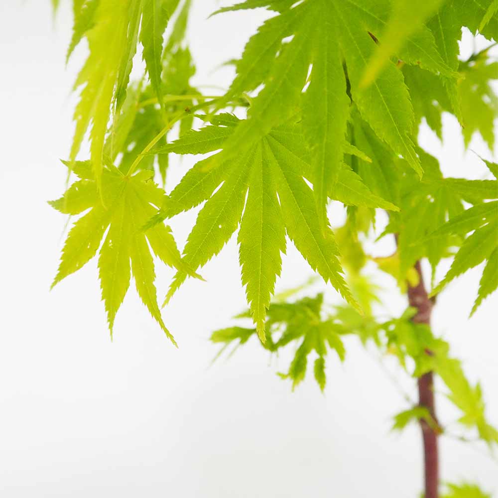 モミジ(カエデ)の苗木 ジョーダン 【花木苗 5号／1個売り】｜ 【植物の