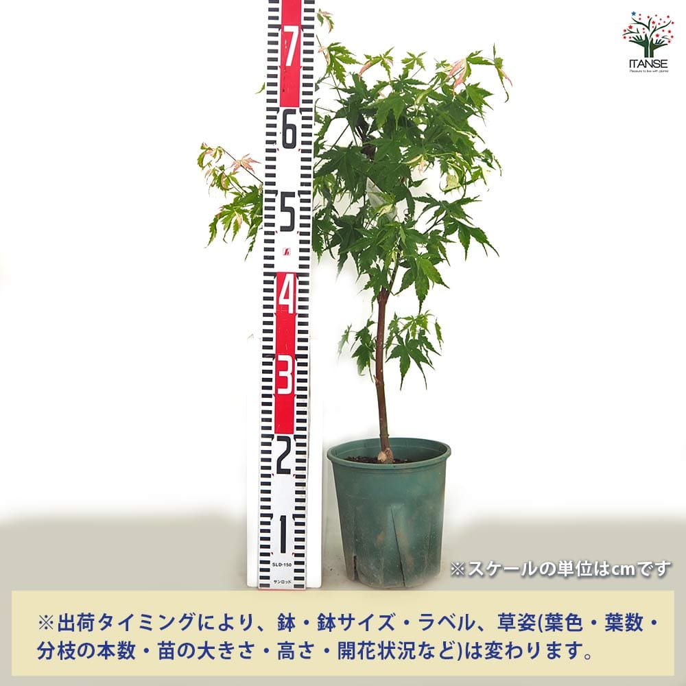 モミジ(カエデ)の苗木 旭鶴 【花木苗 5号／1個売り】｜ 【植物の